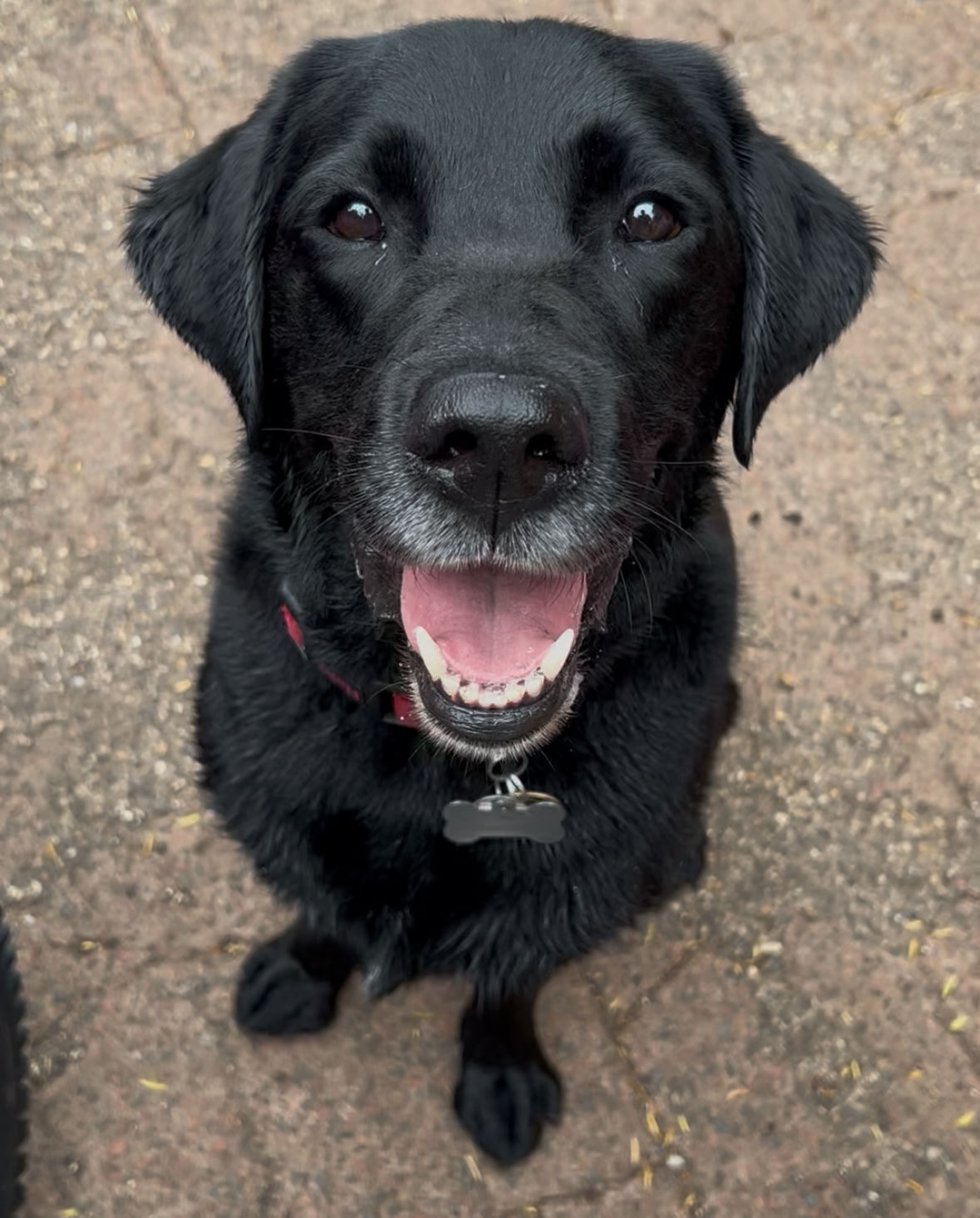 Photo of a black Labrador looking up at the camera, wearing a red collar with a silver name tag in the shape of a bone.