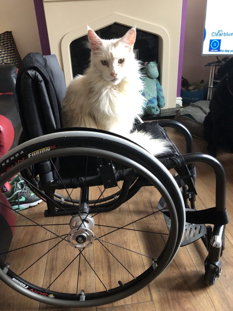 Side profile photo of an 'RGK Tiga Sub 4' self-propelling wheelchair. A white cat is perched, resting upon the wheelchair seat, staring at the camera.