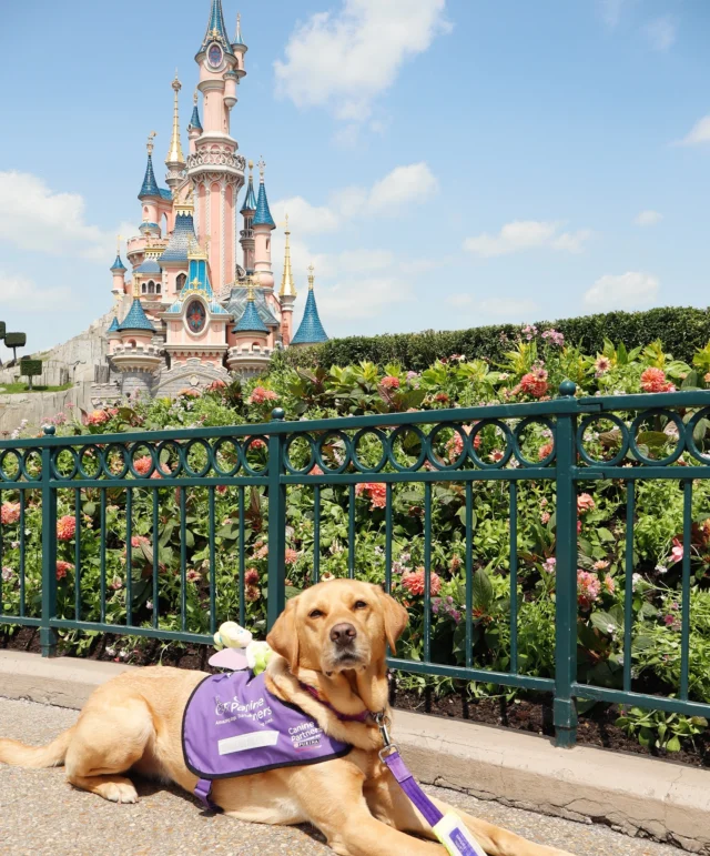 Fliss has just returned from a magical holiday with friends!

In the coming weeks, you can expect travel content, hacks, recommendations, and exclusive videos featuring @disneylandparis from an assistance dog’s perspective!

Best of all, this series will be the first to feature on our shiny new website, which is currently being designed by the incredible @inkfirelimited team and is almost complete! 🥳

#AccessYourLife #AssistanceDog #CaninePartners #DisneylandParis @caninepartnersuk

Image Description: A fox-red Labrador wearing a purple assistance dog jacket lying in front of the pink and blue Sleeping Beauty Castle at Disneyland Paris.