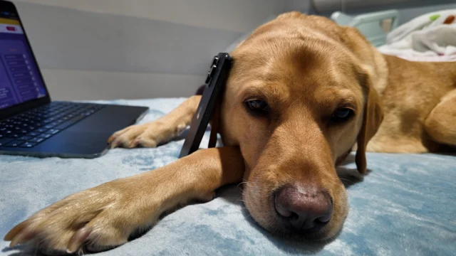 Fliss has been hard at working keeping up with all your phone calls since our new website has launched. We've been getting some great feedback about what's working and what you'd like to see next, do keep it coming! 

VD: An assistance dog, laying on a bed, with a phone against her ear as if she is speaking.