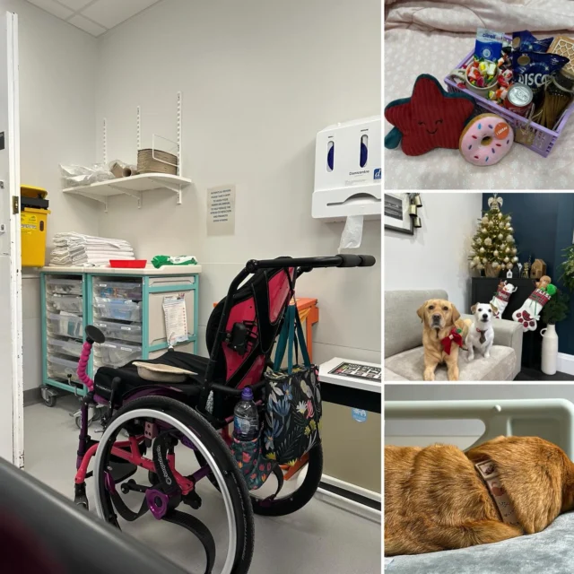Hello everyone! 👋🏻🐾

Most of you have probably guessed by our social media silence that our Christmas break didn’t quite go to plan. It resulted in numerous vet visits, hospital trips, and very little sleep!

But we are finally starting to feel human again, and a much-appreciated care basket is helping us work through a backlog of emails before we dive into the exciting content we have planned.

In the meantime, we’d love to hear how you are all doing during this very cold January! 💙